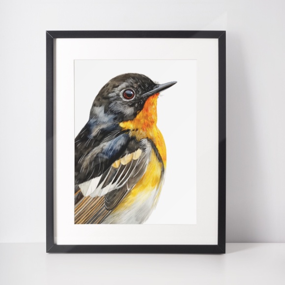 Watercolor American Redstart Bird Print Unframed - Wall Art Bird Illustration - Picture 4 of 6